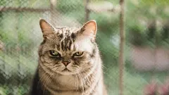 あなたの猫が「裏切り」と感じるもの――そして、どうすれば信頼を取り戻せるか。