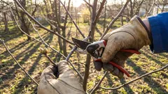 これらの木や低木は4月に剪定する必要があります。そうしないと、収穫が台無しになってしまいます。