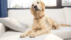 なぜ犬は飼い主の席に座るのか――かわいい行動に潜むサインを読む