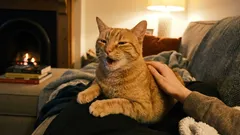 猫は私たちに感謝しているのに、私たちは追い払ってしまう。ペットからの大切なサインを見逃さないために