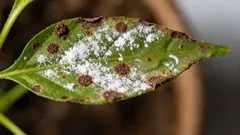 アパートのハダニを駆除する方法：応急処置、スプレー、再発を防ぐための予防策。