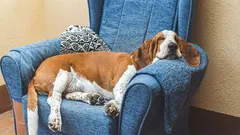 最もよく眠る犬種は? 「のんびり屋」トップ7