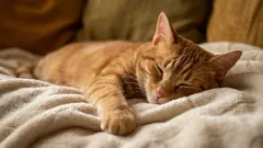 猫が本当に寝るのが好きな場所：5つのスポット――ベッド以外