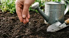 この春にぜひ試したい野菜：アグレッティ（修道士のひげ）の育て方。