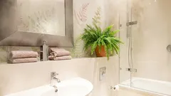 アパートの高湿度対策に役立つ観葉植物