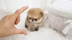 持ち運びに便利な犬10選:ペットを連れて出かけるのが好きな人におすすめの小型犬種