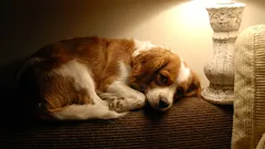 犬を家に一人残すとき、電気をつけたままにしておくべきでしょうか？