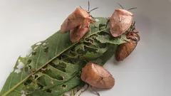 この春、カメムシを駆除し、再発を防ぐ方法