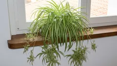 「絶対に枯れない5つの緑の仲間」：窓辺に置いても、どんな手荒な扱いでも許してくれる植物たち