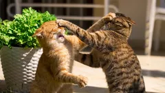 なぜうちの猫は他の猫が嫌いなんだろう