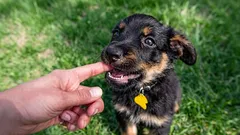 なぜ犬は噛むのか?最も一般的な原因