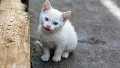 猫たちは、自分が路上で保護されたことを覚えているのだろうか――そして、そのトラウマ的な過去をどう乗り越えさせればよいのだろうか？