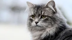 初心者にあまり向かない、8つの興味深い猫の品種