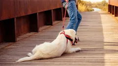 犬が散歩に行きたがらない理由：一見何気ない拒否の背後に潜む3つの問題