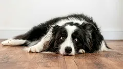 犬は飼い主に対して恨みを感じるのか：その兆候とは