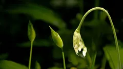 1年にたった4週間だけ：経験豊富な園芸家たちは皆、まさに今このつぼみを収穫しています。