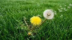 雑草が芝生を覆い尽くす前に、どう駆除するか