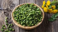 4月のこれらの山菜は、どんな野菜よりも高く評価されています。というのも、生育期間が短いからです。