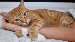 猫が大切な人への愛情をどう示すか