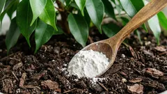 土を掘り起こし、フィカスを茂った木に育てるためにスプーン1杯だけ施肥しました。その効果は一目瞭然です