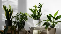 最も丈夫な観葉植物トップ10：忘れっぽい人やいつも忙しい人におすすめ