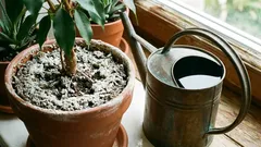 植木鉢にまた白いカビが生えてしまいましたか?その原因は何か、どう対処すればよいのでしょうか?