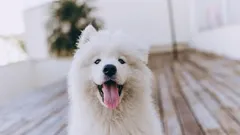 愛犬を幸せにする10のちょっとした工夫