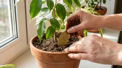 土に月桂樹の葉を加える理由:観葉植物のための香り豊かな味方